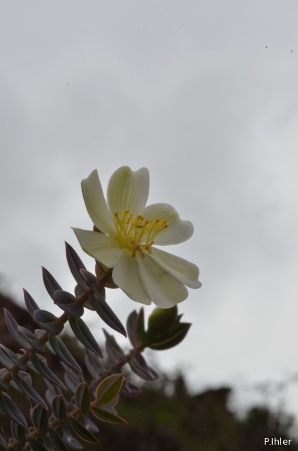 Plantes avec fleur(s) de couleur blanche