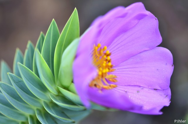 Plantes avec fleur(s) de couleur rose ou violette