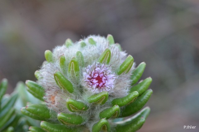 Plantes avec fleur(s) de couleur rose ou violette