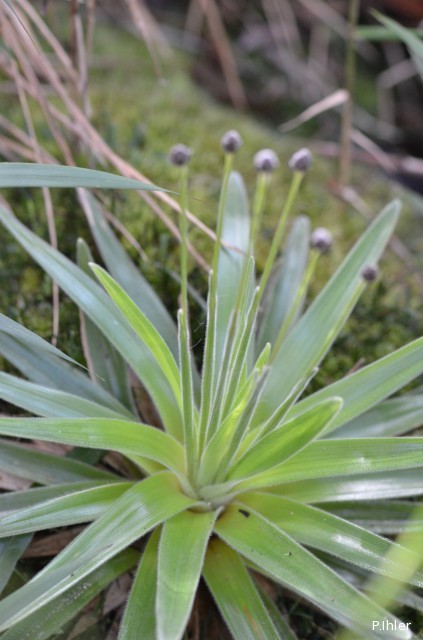 Plantes similaires aux plantes bromélacées</span>