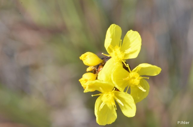 Plantes avec fleur(s) de couleur jaune ou dorée
