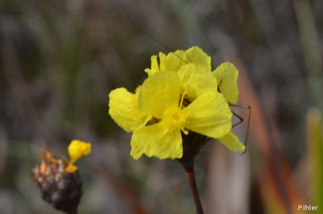 Plantes avec fleur(s) de couleur jaune ou dorée
