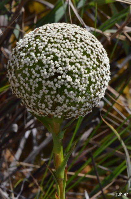 Plantes avec fleur(s) de couleur blanche