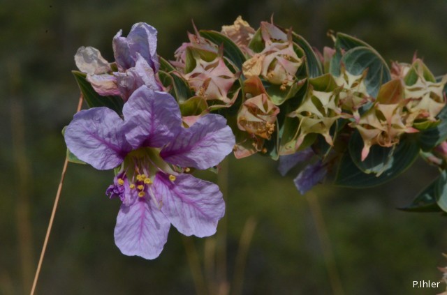 Plantes avec fleur(s) de couleur bleue