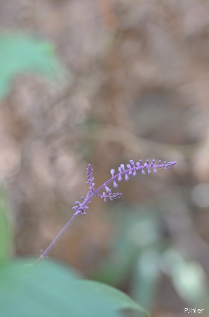 Plantes avec fleur(s) de couleur bleue