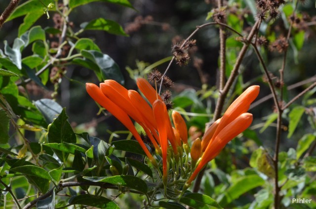 Plantes avec fleur(s) de couleur orange