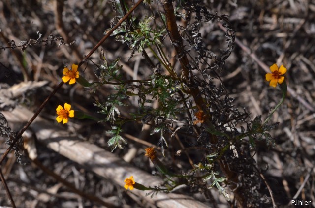 Plantes avec fleur(s) de couleur orange