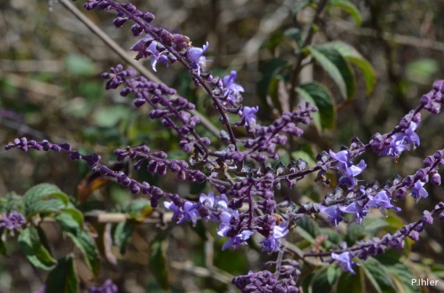 Plantes avec fleur(s) de couleur bleue