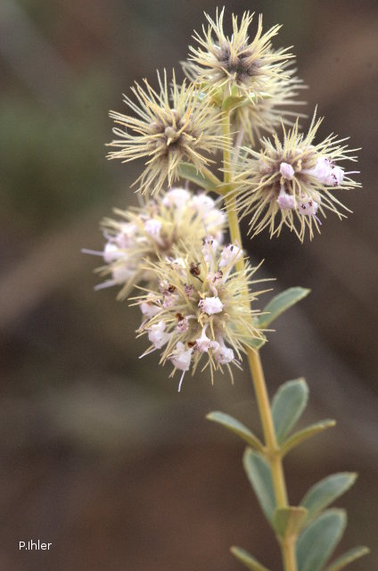 Plantes avec fleur(s) de couleur blanche