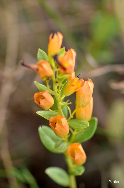Plantes avec fleur(s) de couleur orange