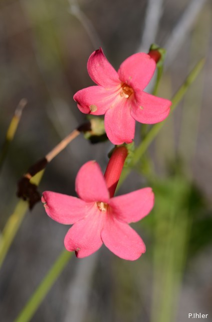 Plantes avec fleur(s) de couleur rouge