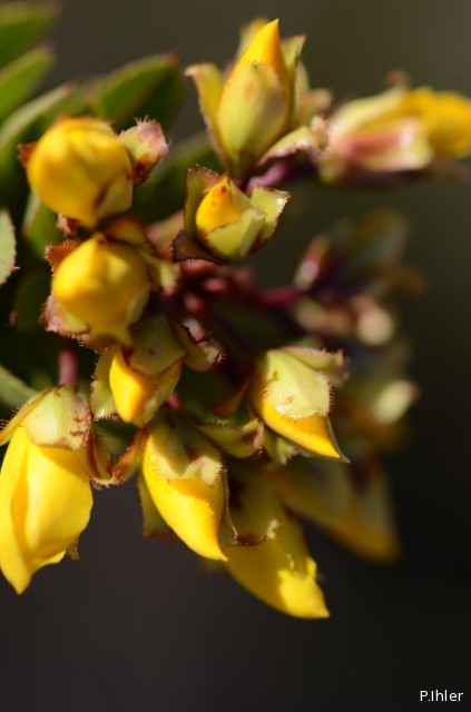 Plantes avec fleur(s) de couleur jaune ou dorée