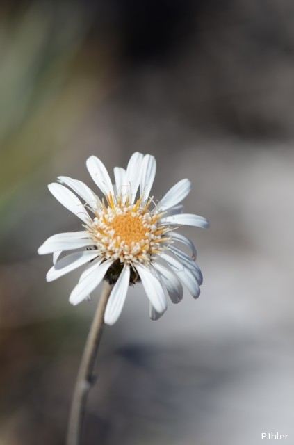 Plantes avec fleur(s) de couleur blanche