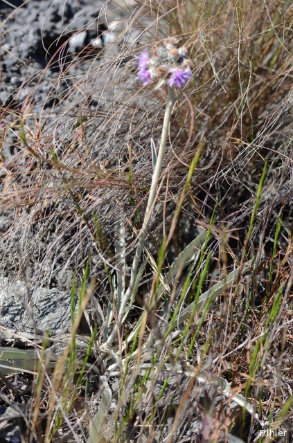 Plantes broméliacées
