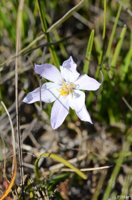 Plantes avec fleur(s) de couleur blanche