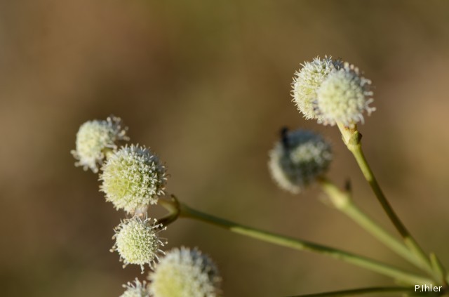 Plantes avec fleur(s) de couleur orange