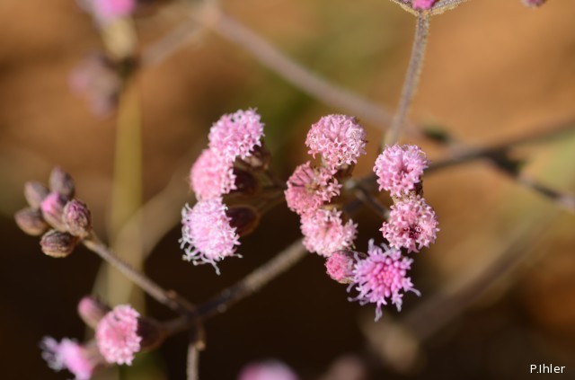 Plantes avec fleur(s) de couleur rose ou violette