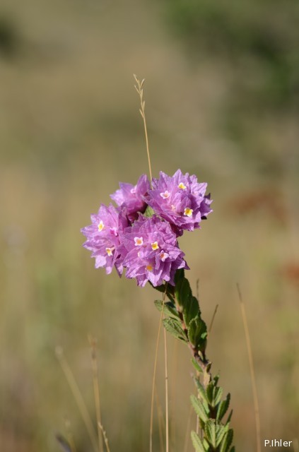 Plantes avec fleur(s) de couleur rose ou violette