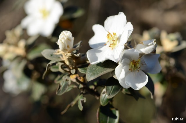 Plantes avec fleur(s) de couleur blanche