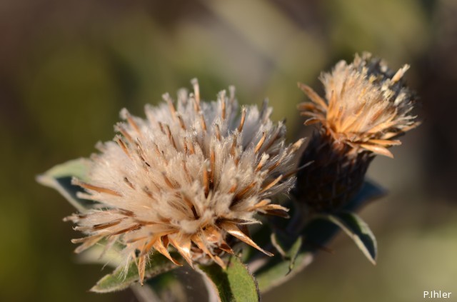 Plantes avec fleur(s) de couleur blanche