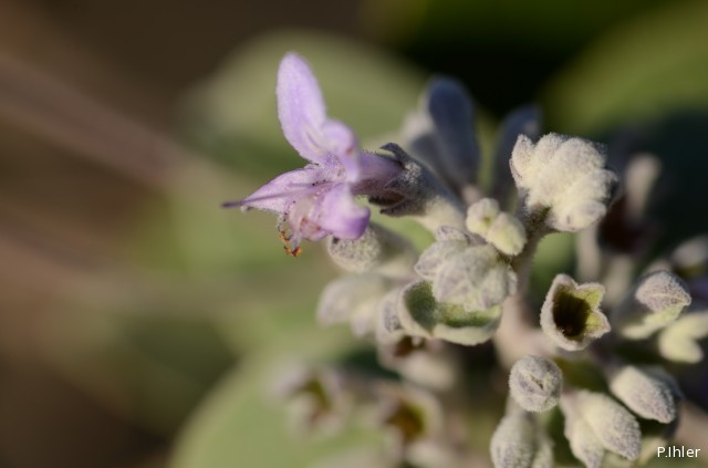Plantes avec fleur(s) de couleur bleue