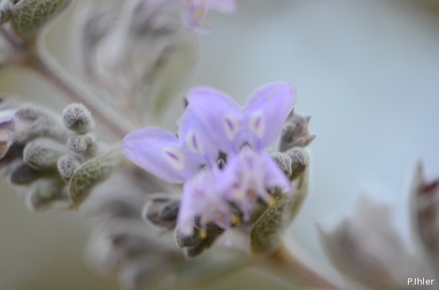 Plantes avec fleur(s) de couleur bleue