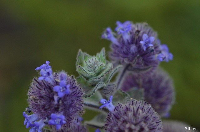 Plantes avec fleur(s) de couleur bleue