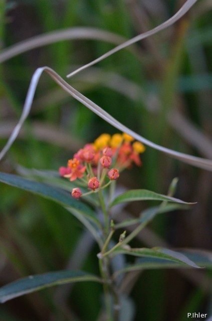 Plantes avec fleur(s) de couleur orange