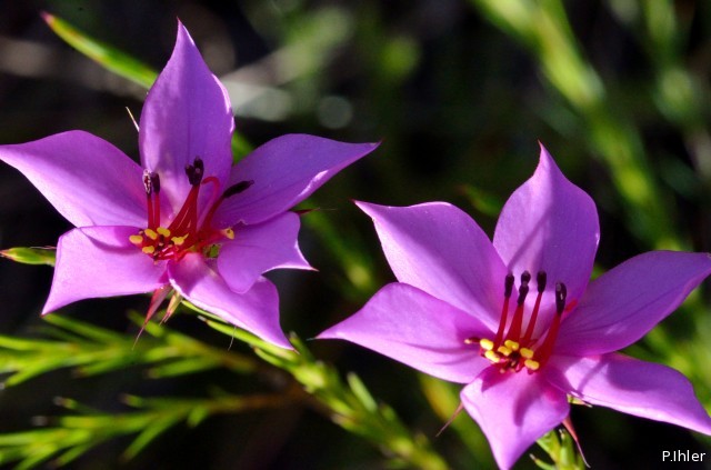 Plantes avec fleur(s) de couleur rose ou violette