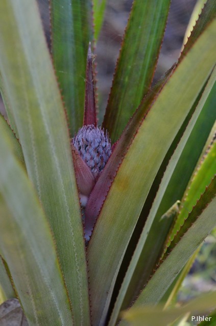Plantes broméliacées