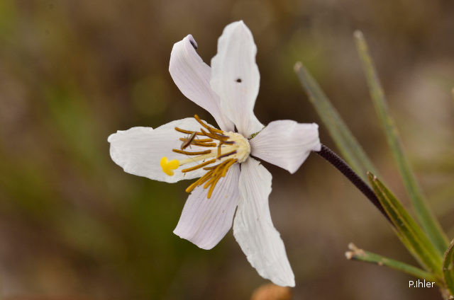 Plantes avec fleur(s) de couleur blanche