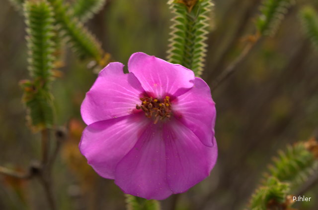 Plantes avec fleur(s) de couleur rose ou violette