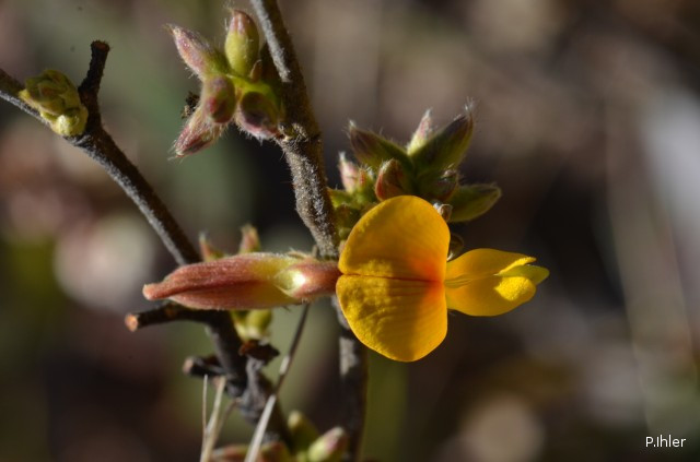Plantes avec fleur(s) de couleur jaune ou dorée