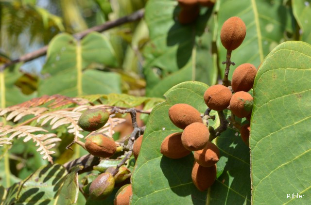 Fruits et semences