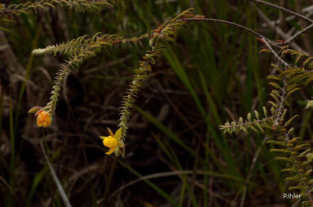 Plantes avec fleur(s) de couleur jaune ou dorée