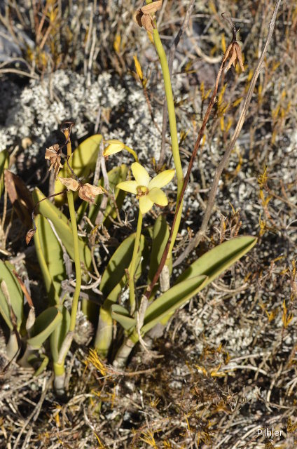 Plantes orchidacées
