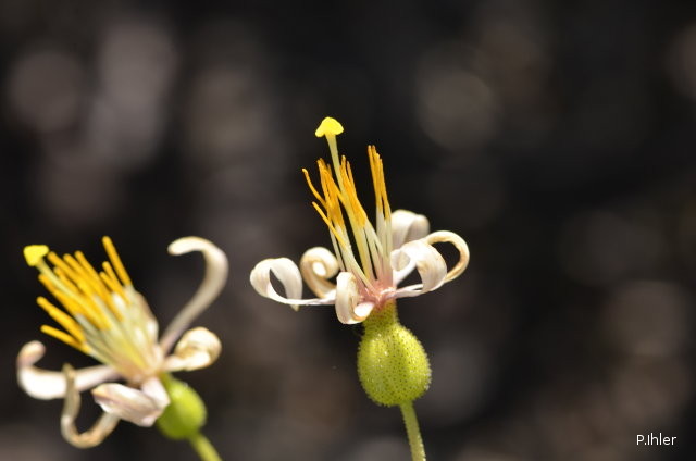 Plantes avec fleur(s) de couleur blanche