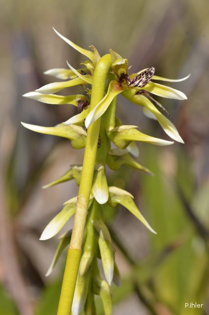 Plantes orchidacées