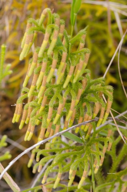 Plantes particulières