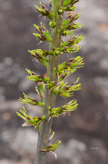 Plantes broméliacées