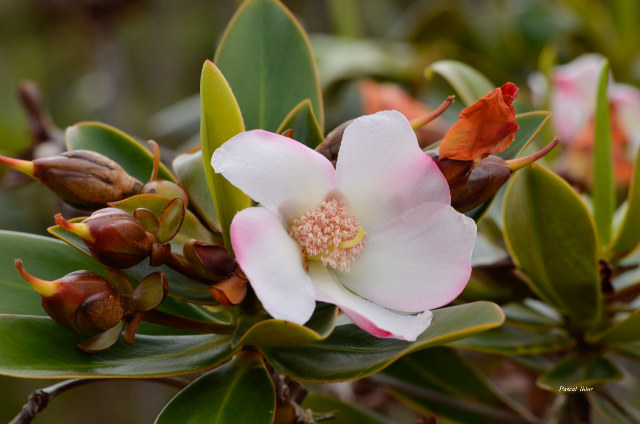 Plantes particulières