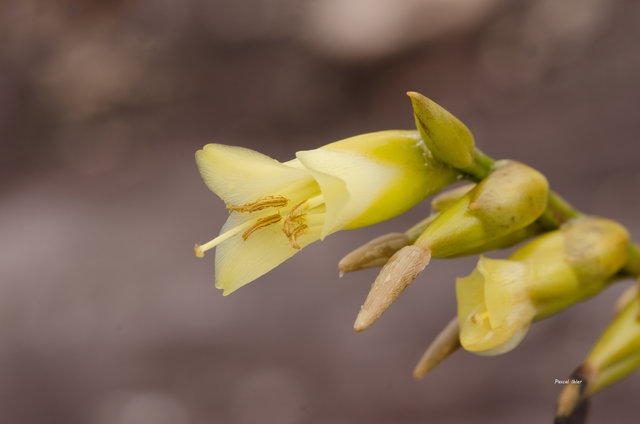 Plantes broméliacées