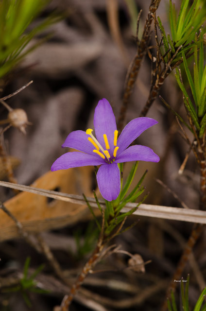Plantes avec fleur(s) de couleur bleue