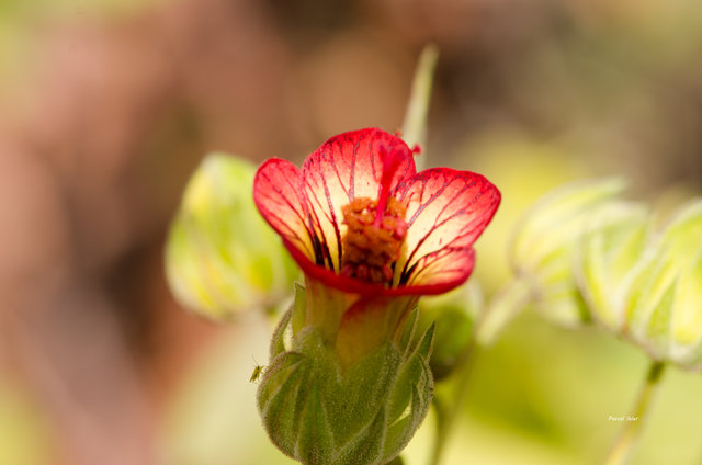Plantes avec fleur(s) de couleur rouge