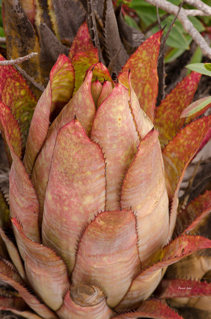 Plantes broméliacées