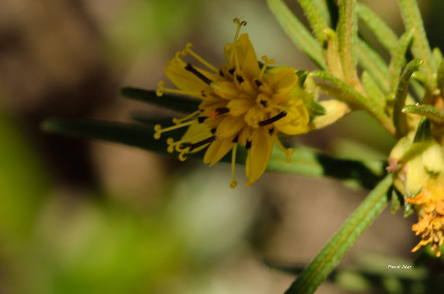 Plantes avec fleur(s) de couleur jaune ou dorée