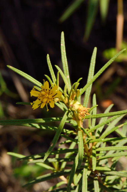 Plantes avec fleur(s) de couleur jaune ou dorée