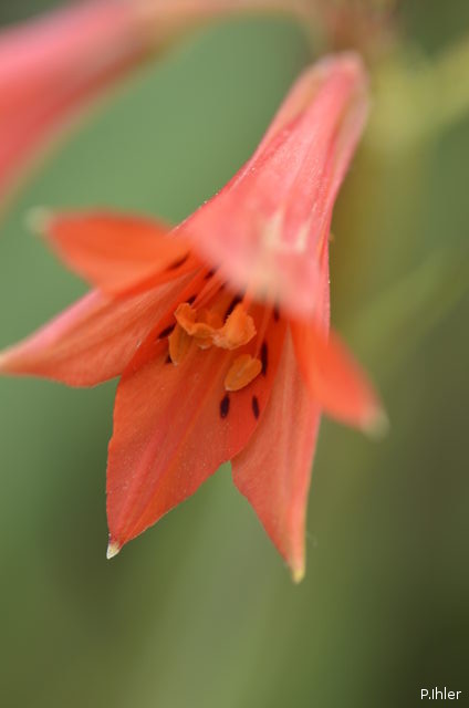 Plantes avec fleur(s) de couleur orange