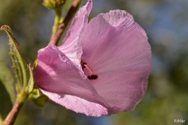 Plantes avec fleur(s) de couleur rose ou violette