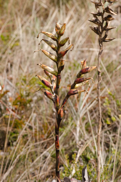 Plantes broméliacées